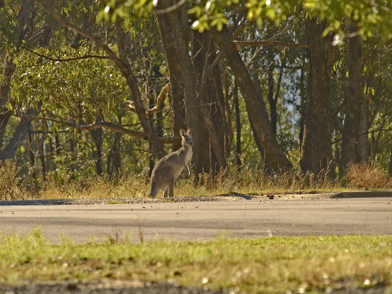 Kangaroo, Warrumbungle